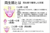 大至急お願いします 両生類 爬虫類の心臓のつくりで 心房 心室 全身 Yahoo 知恵袋