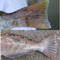 アイナメ クジメ アイナメです やったね Yahoo 知恵袋