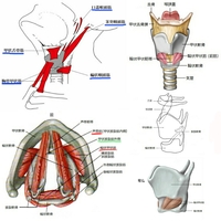 女声を練習して喉仏を上げていたのですが戻らなくなりました 違和感 Yahoo 知恵袋