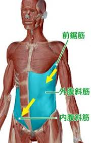 前鋸筋と腹斜筋の違いってなんですか 距離はそんなに離れてはいませんか Yahoo 知恵袋
