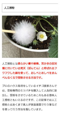 イチゴの受粉よついて１趣味でイチゴを育てていますが 今は 花が咲いて受粉期で Yahoo 知恵袋