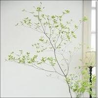 インテリア雑誌に載っていた大きな枝物が素敵だったので調べたらドウダン Yahoo 知恵袋