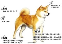 柴犬4ヶ月のオスで体重が3 3kgですが やはり小さいですか Yahoo 知恵袋