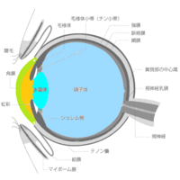 視界 に 白い フィルター が かかっ た よう に 見える Englndclac