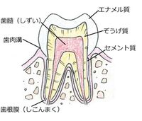骸骨に歯がついているのはなぜでしょうか 歯は歯肉によって支えられています Yahoo 知恵袋