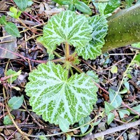 ユキノシタとハルユキノシタ どちらでしょうか それともユキノシタ Yahoo 知恵袋