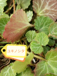 ユキノシタとハルユキノシタ どちらでしょうか それともユキノシタ Yahoo 知恵袋