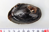 この横に長いでかい貝はなんですか 食べられますか ムラサキガイだと Yahoo 知恵袋