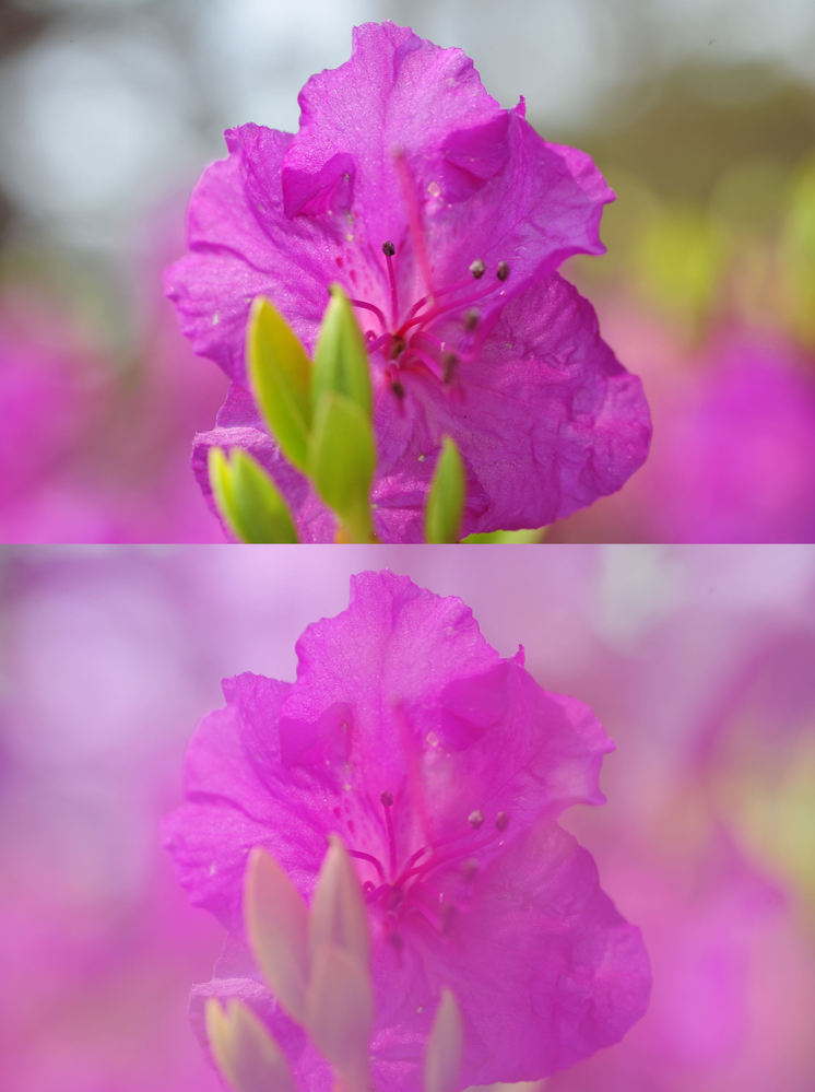 ふんわりした写真の撮り方と加工の方法を教えてください。 - 一眼レフ 