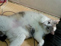 猫って飼うなら血統書付のきちんとした品種じゃなくても雑種でもカワイイです Yahoo 知恵袋