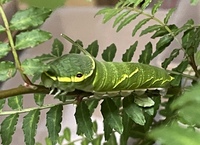 アゲハ蝶の幼虫を呼びたいです 柑橘系の木か山椒の木 どちらがおすすめ Yahoo 知恵袋