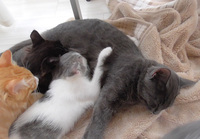 先住猫6ヶ月 メス 兄弟と生後3ヶ月まで一緒 の所に新入り2 Yahoo 知恵袋