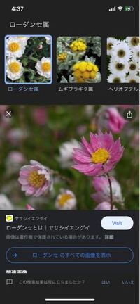 この花はコットンキャンディという花なのですが 検索しても他のものが出 Yahoo 知恵袋