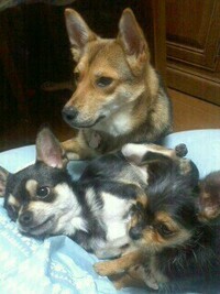 至急です 今 犬がナメクジらしきものを食べてしまったのですがナメクジ Yahoo 知恵袋