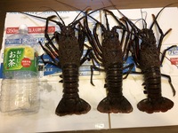 伊勢海老の仕掛けについて教えて貰いたいです 毎回 2 3時間行き5 6匹釣 Yahoo 知恵袋