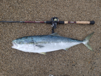 釣り青物の回遊時期について 今新しく釣り場を開拓しているんですが そのポ Yahoo 知恵袋