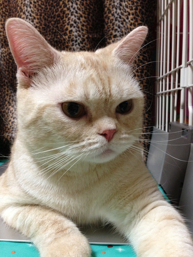 猫好きな方へお聞きします。猫好きな方は、どの猫種の子も好きだと思い 