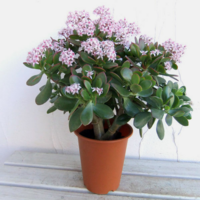 日光に強く 水やりを多少忘れても枯れることはなく 花が咲く植 Yahoo 知恵袋