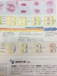 中学理科の細胞分裂の問題です 植物細胞の分裂は真ん中に仕 Yahoo 知恵袋