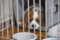 一人遊びができない犬について 生後半年の子犬についてです我が家の犬は一人 Yahoo 知恵袋