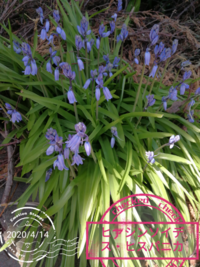 この花の名前の名前を教えてください 軽井沢植物園に咲いてい Yahoo 知恵袋