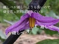 茄子の苗について たくさん花がつくのですが花が枯れた頃から その花の Yahoo 知恵袋