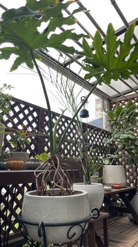 セロームがいつもヒョロヒョロに伸びてしまいます 1年おきくらいに植え替え Yahoo 知恵袋