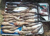 マゴチって高級魚ですか Yahoo 知恵袋