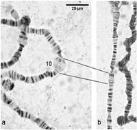 生物について質問です 下の画像の唾腺染色体 を400倍の顕微鏡で見た Yahoo 知恵袋