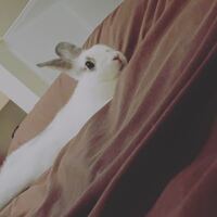 うさぎの食べ方と噛み癖について 数日で3か月になるうさぎ ホー Yahoo 知恵袋