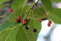 さくらんぼって 桜の木に実がなるのですか ザ 鉄腕 Dash で観たので Yahoo 知恵袋