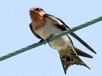 ツバメのお腹の色について質問です ツバメの画像などを見るとお腹の色が Yahoo 知恵袋