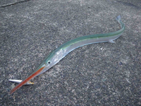 虹色のサヨリ 魚に詳しい方に聞きたいです 海の海藻の多い浅瀬を見ると50cm程 Yahoo 知恵袋