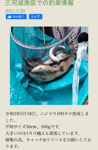 矢作ダムか三河湖で狙ってニジマスなどのトラウト類って釣れます Yahoo 知恵袋