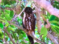 深夜から夜明け前にホーッホーッと鳴く鳥はなんですか 今 Yahoo 知恵袋