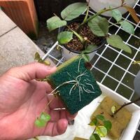 これは本当ですか バラの切り口に蜂蜜を塗ってジャガイモに挿すまでは Yahoo 知恵袋