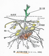じゃがいもの根は主根と側根ですか ひげ根ですか Yahoo 知恵袋