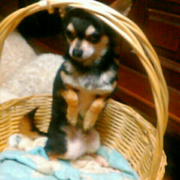 ペットショップで犬猫を購入するなら七万円位がベストだと思いますが Yahoo 知恵袋