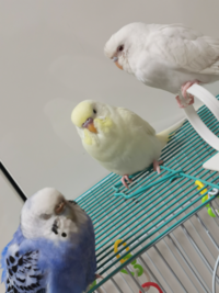 セキセイインコがなつくと どういう行動をしますか 生後2ヶ月の子と Yahoo 知恵袋