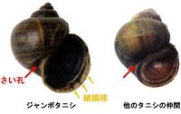 これはタニシでしょうか それともジャンボタニシと言われる Yahoo 知恵袋