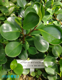 この植物の名前を教えてください ペペロミア オブツシフォリアです Htt Yahoo 知恵袋