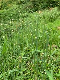 野草のノビルとアサツキの球根を貰いました 庭に植えようと思いま Yahoo 知恵袋