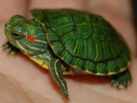 ミドリガメに似合う名前を教えて下さい みどり おてもやん ぐりーん ス Yahoo 知恵袋