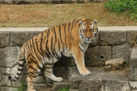 ライオンとトラはどっちが強いの Yahoo 知恵袋