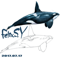 くじらの幻想的なイラストで 使われているクジラの種類ってどのような鯨 Yahoo 知恵袋