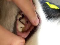 生後9か月の犬の歯です この黒い点は何ですか 虫歯でしょうか 二週 Yahoo 知恵袋