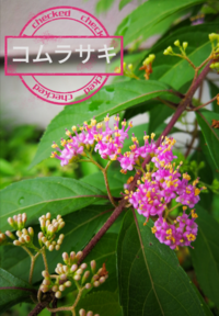 ６月の標高３００ｍ ４００ｍくらいの低山にあった植物です ゴマ粒ほど Yahoo 知恵袋