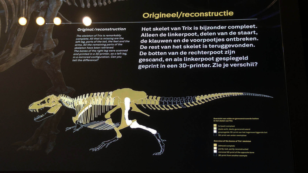 ティラノサウルスの化石が展示されている博物館って日本でどこが