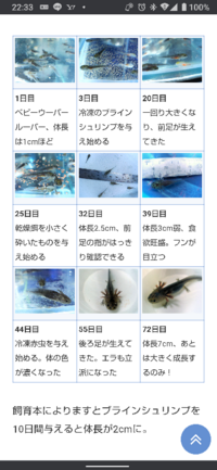 ウーパールーパーのことで質問させてもらいます 今度5cm以上のウ Yahoo 知恵袋