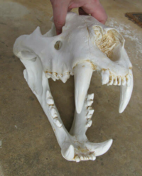 リカオン ハイエナはどうして生きたまま獲物を食べるのですか ライオ Yahoo 知恵袋